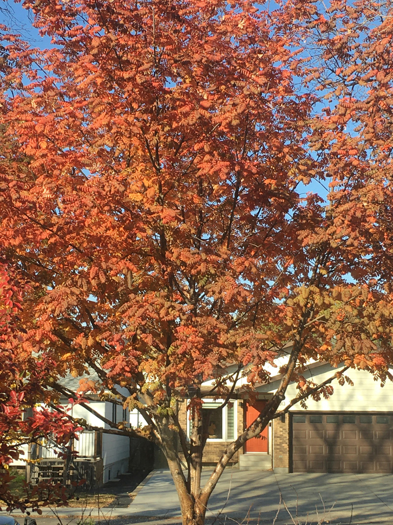 Mountain Ash