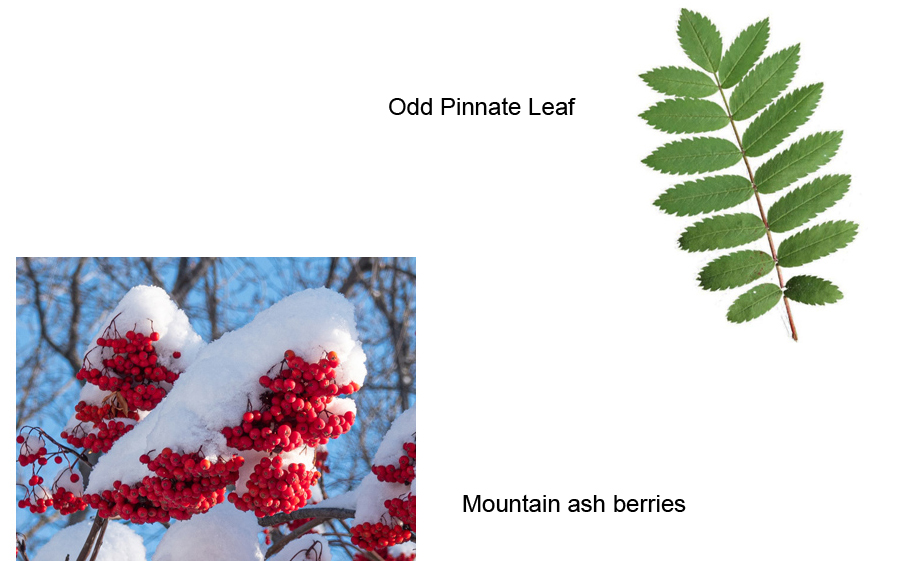 Mountain Ash leaf and berries