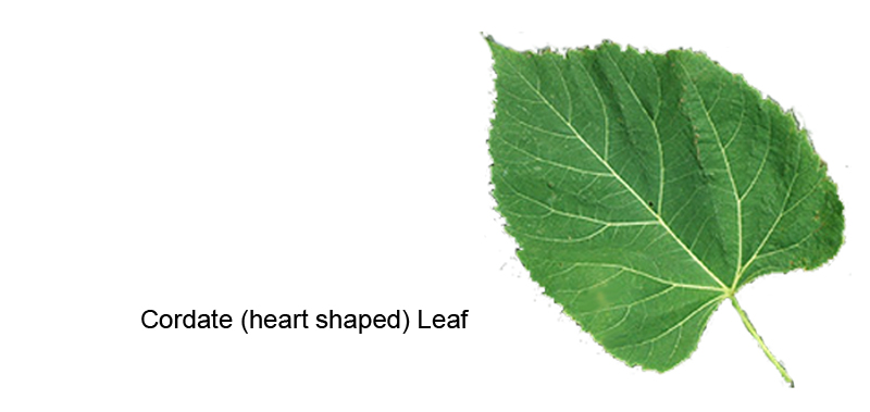American Linden leaf
