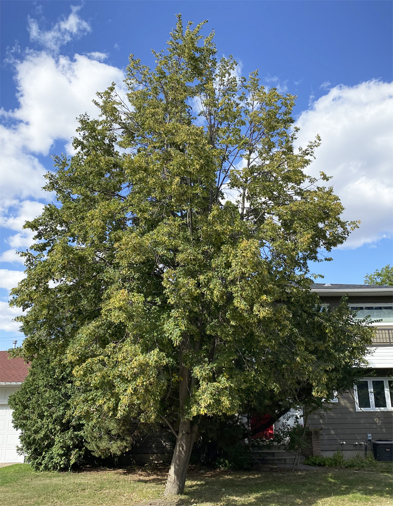 American Linden