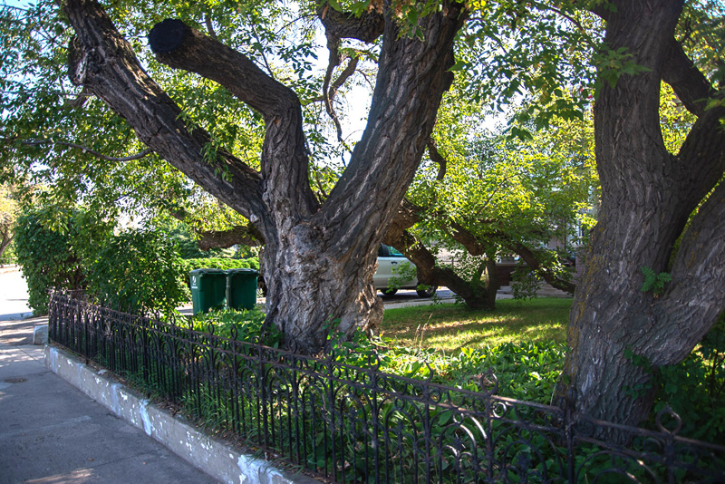 Manitoba Maple