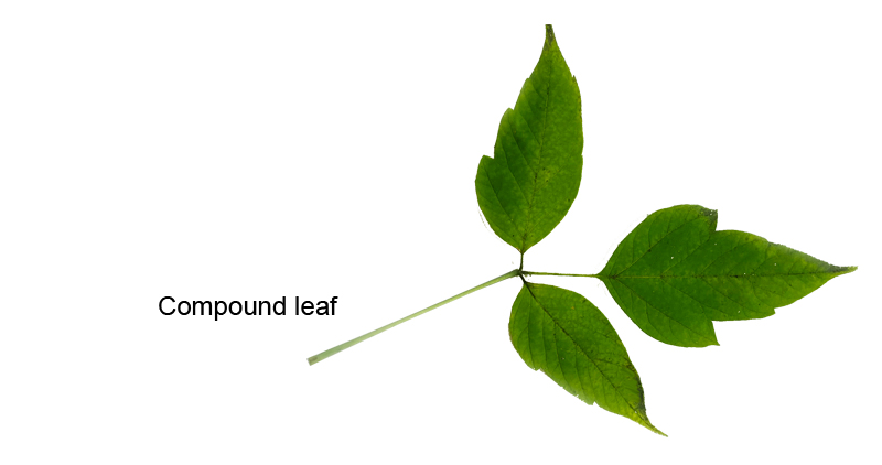 Manitoba Maple leaf