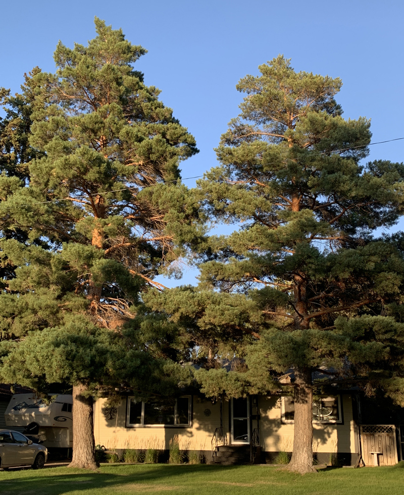 Scots Pine