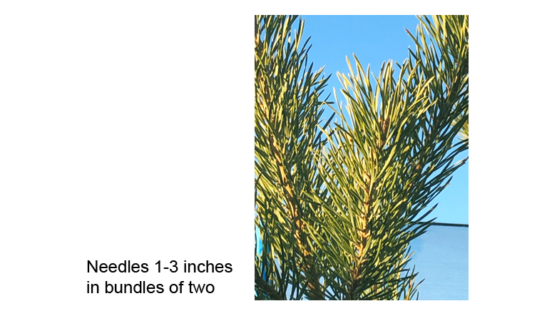 Scots Pine needles
