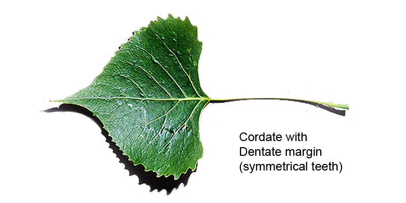 Cottonwood leaf