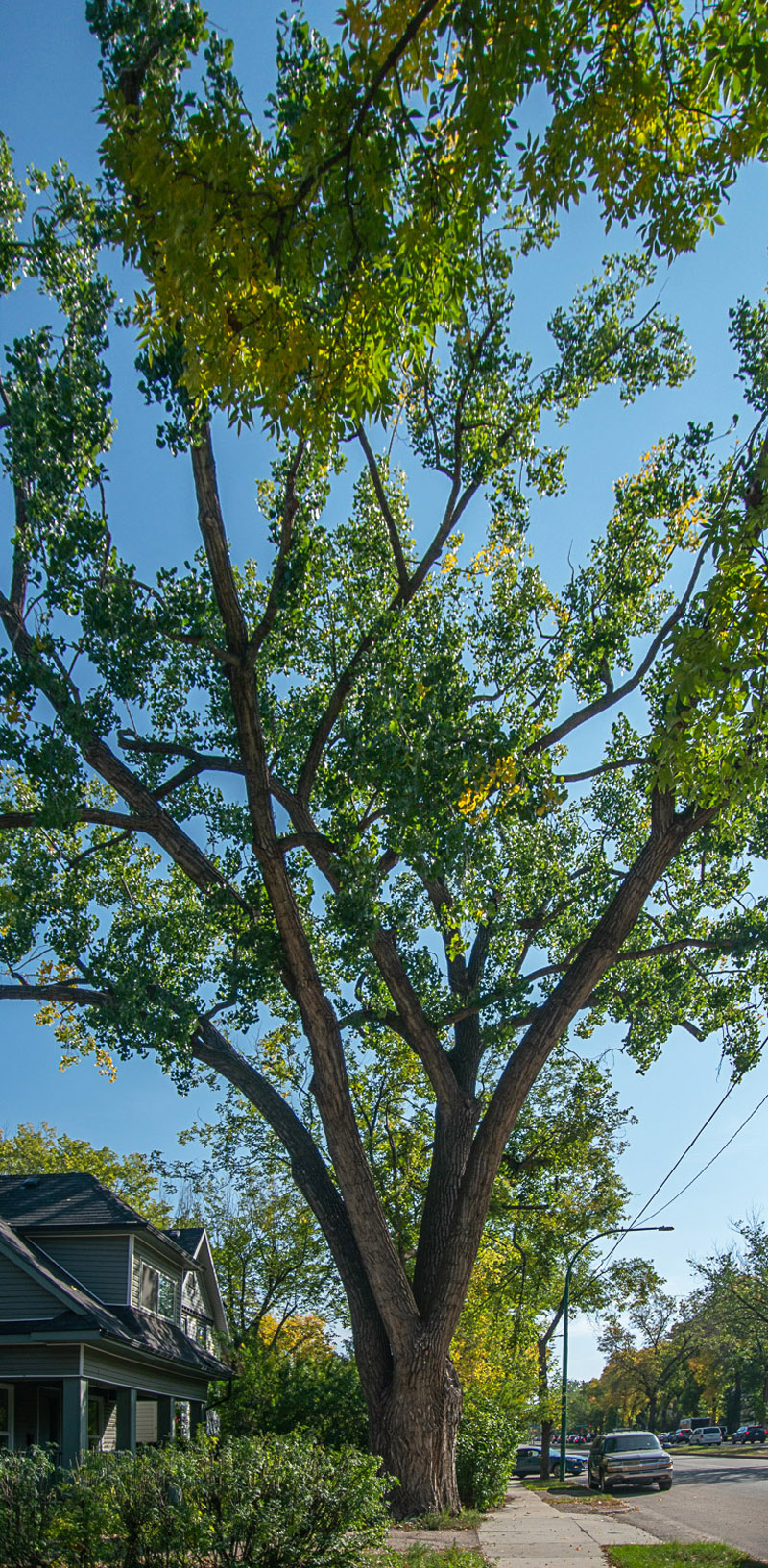 Plains Cottonwood