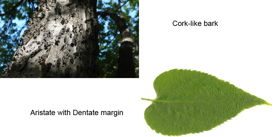 Common Hackberry leaf and bark