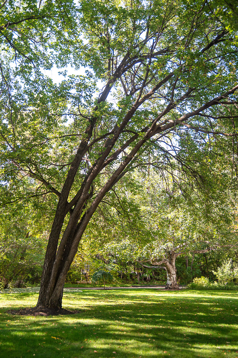 Common Hackberry