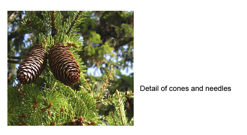 Norway Spruce detail