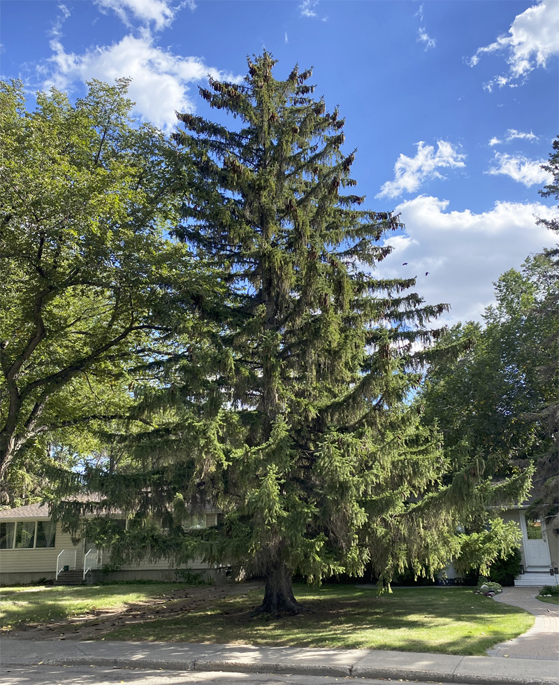 Norway Spruce