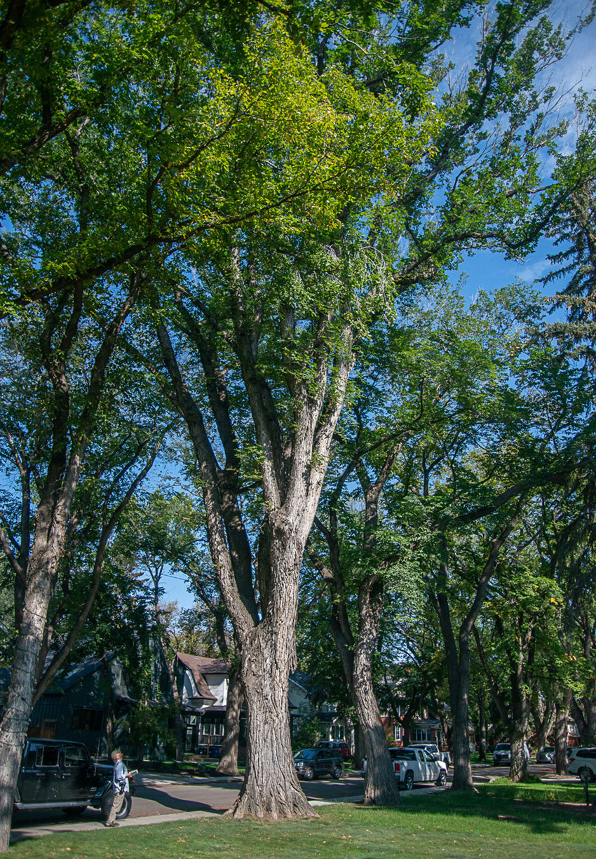 American Elm