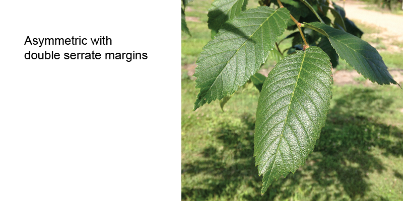 American Elm Leaves