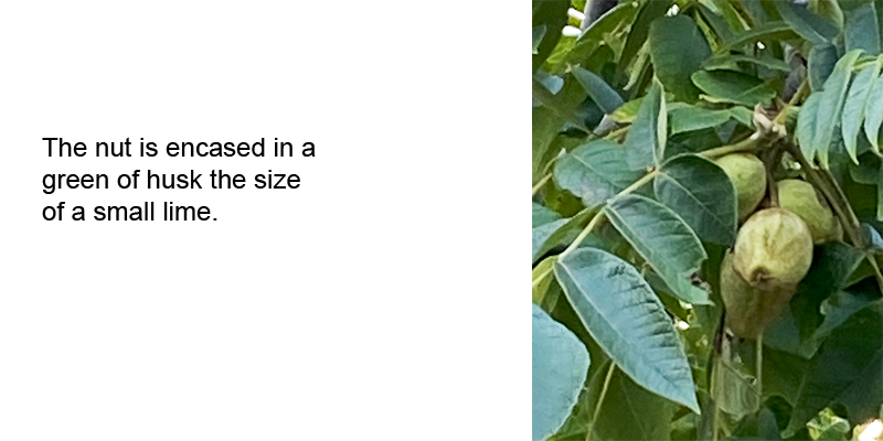Butternut Leaves and Nuts
