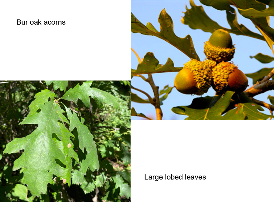 Bur Oak leaves and acorn