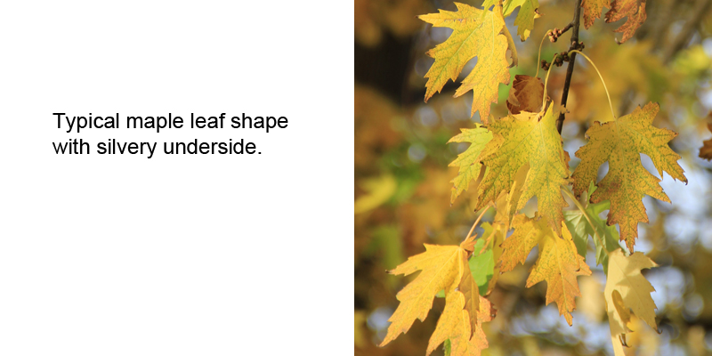 Silver Maple Leaves