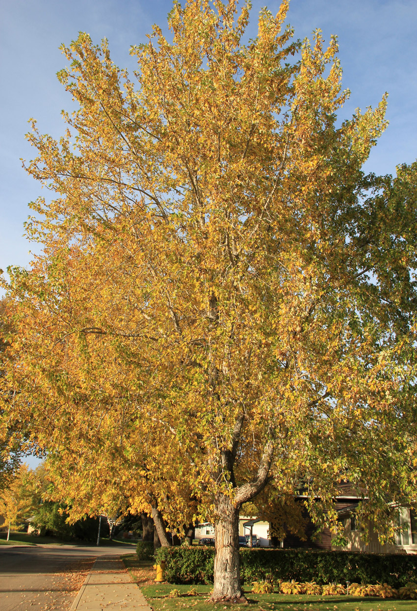 Silver Maple