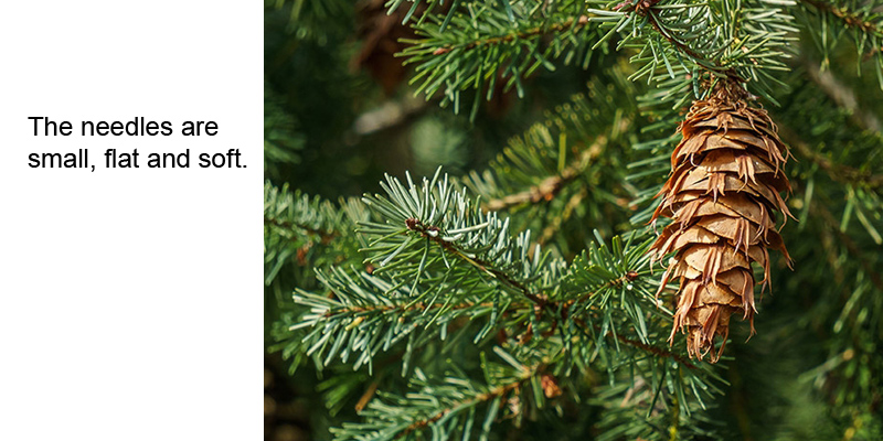 Siberian Fir needles