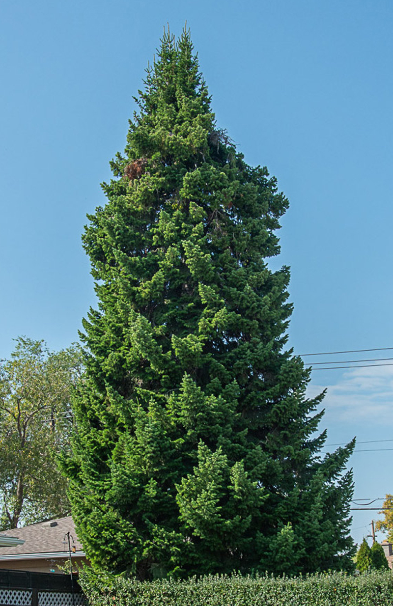 Siberian Fir