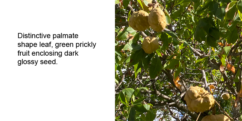 Ohio Buckeye leaves and seed