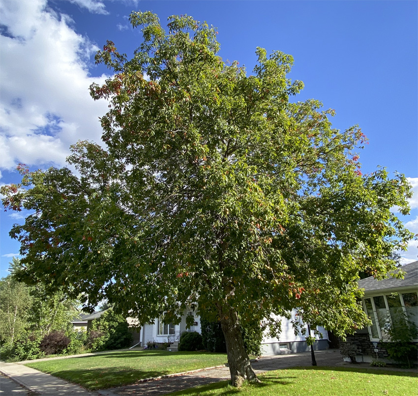 Ohio Buckeye