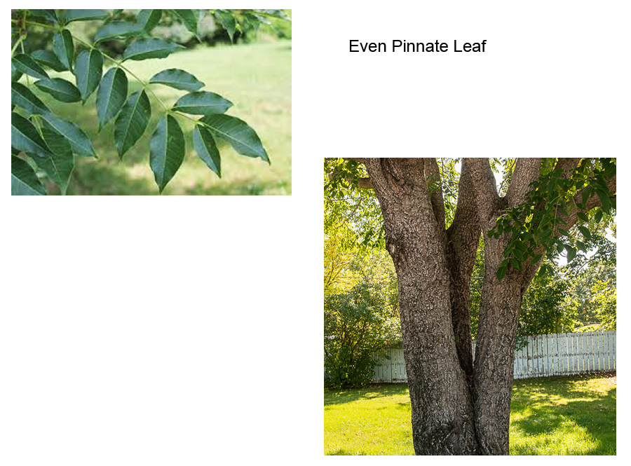 Amur Corktree leaves and bark