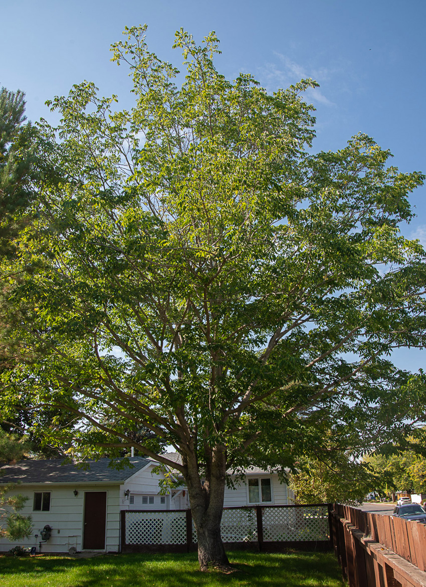 Amur Corktree