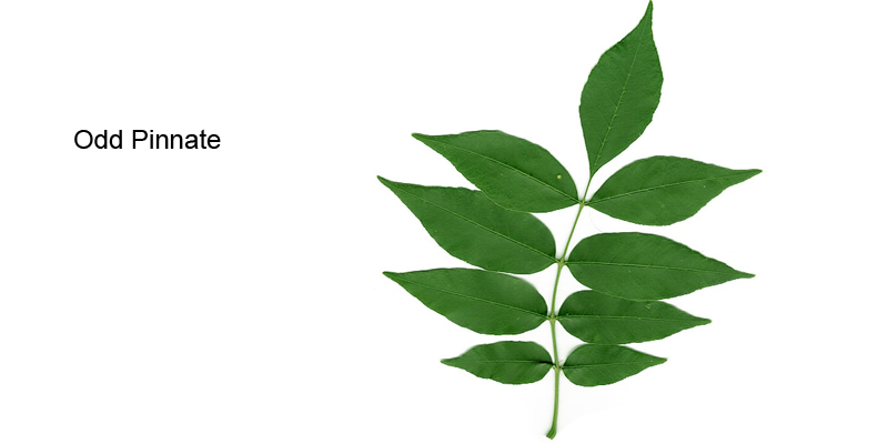 Green Ash leaf