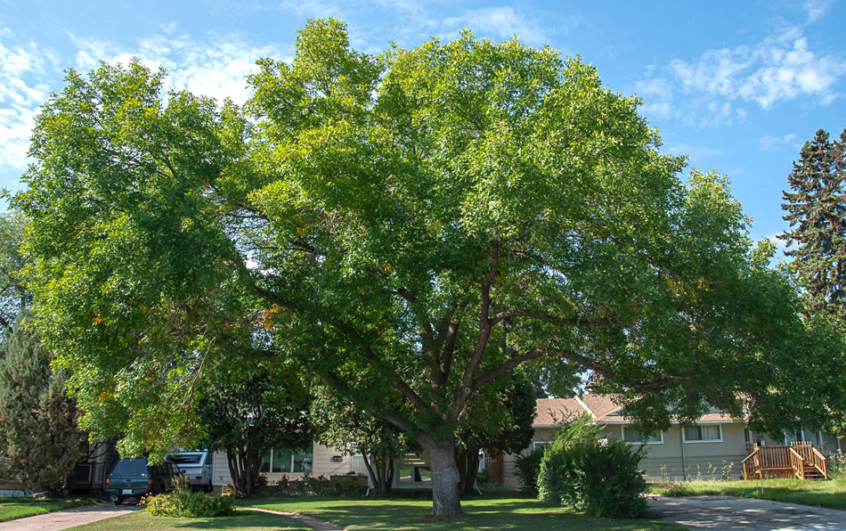 Green Ash