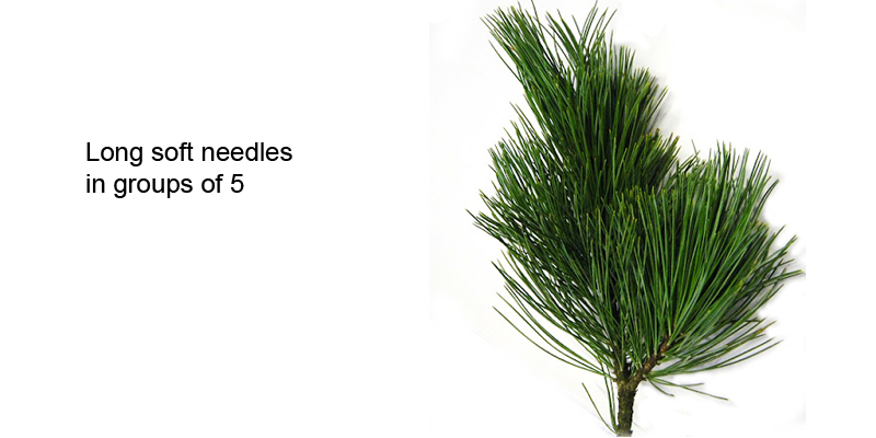 Swiss Stone Pine needles