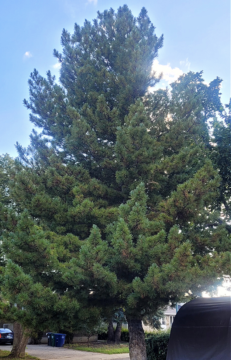 Swiss Stone Pine