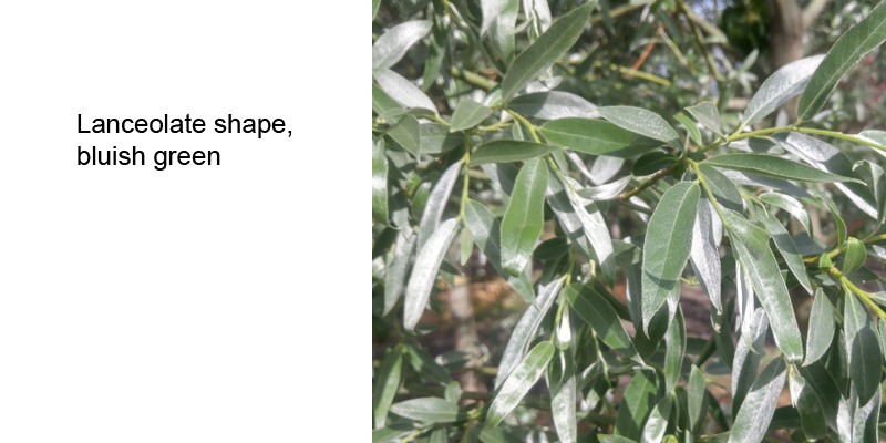 Siberian Silver Willow leaf