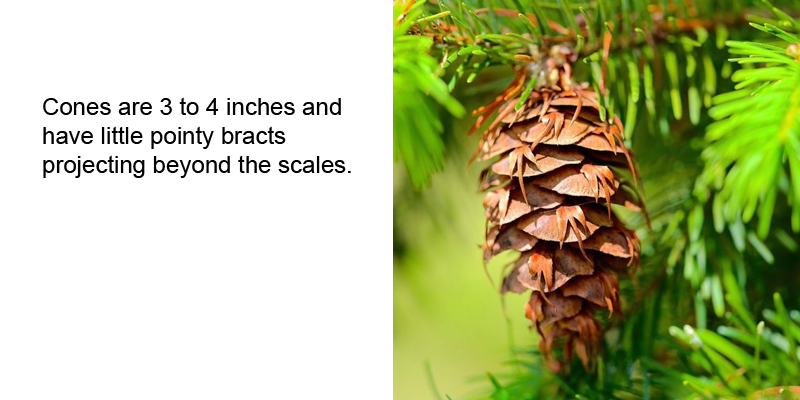 Douglas-fir cone