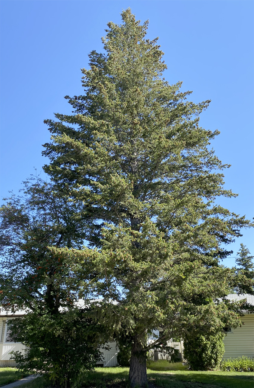 Douglas-fir