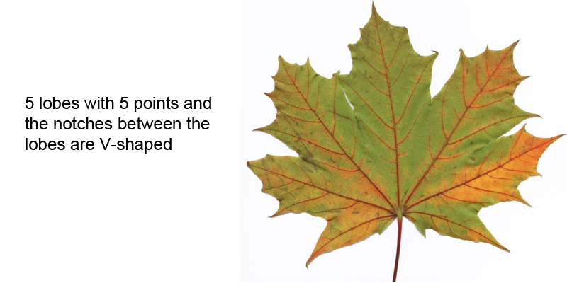 Norway Maple leaf