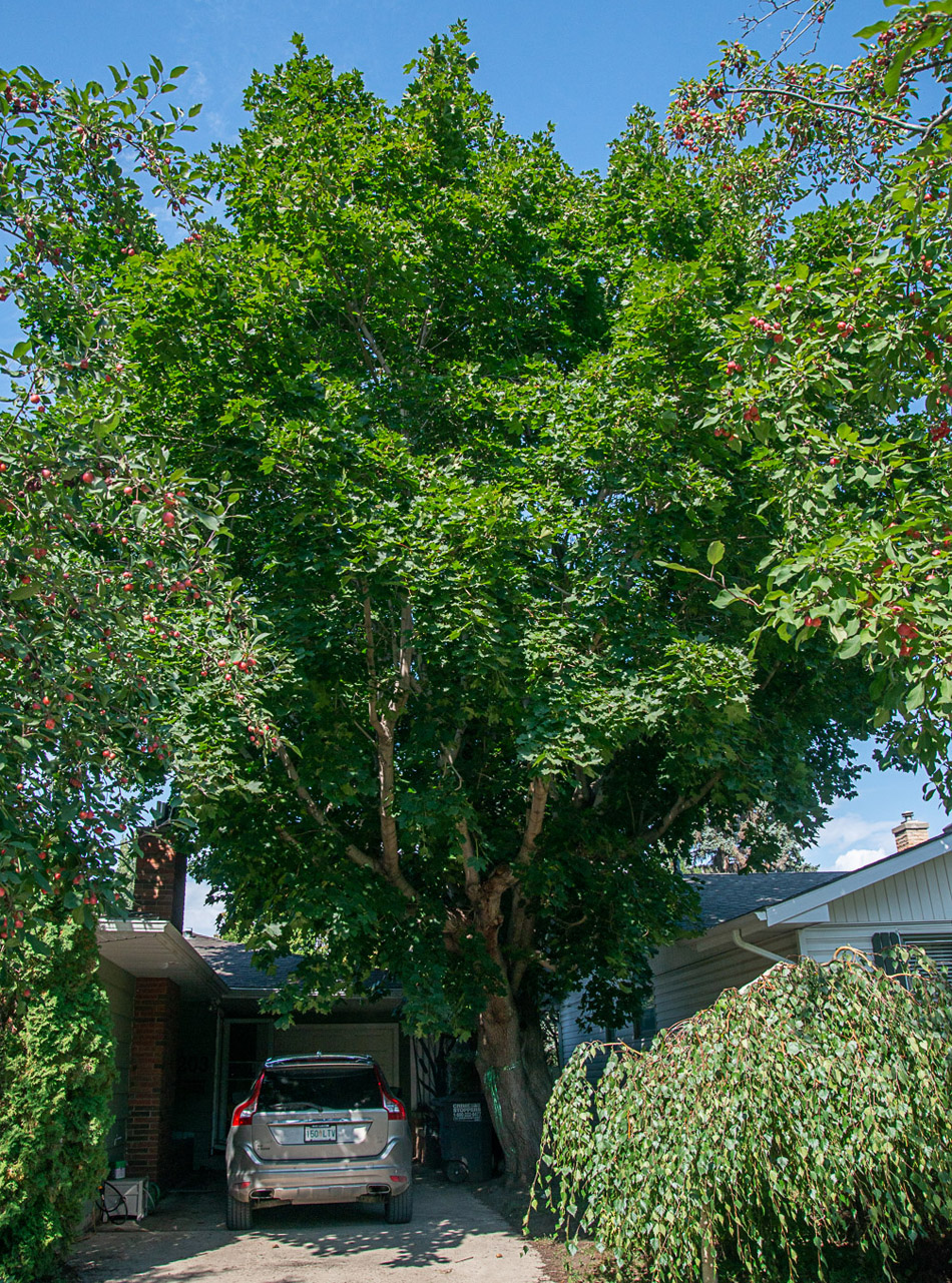 Norway Maple