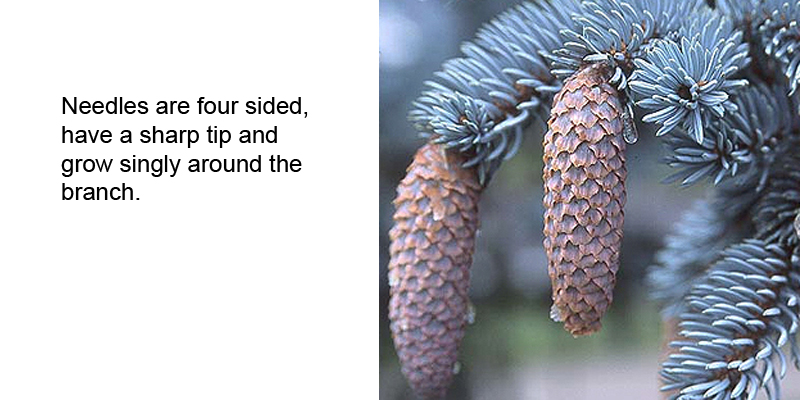 Colorado Blue Spruce cone