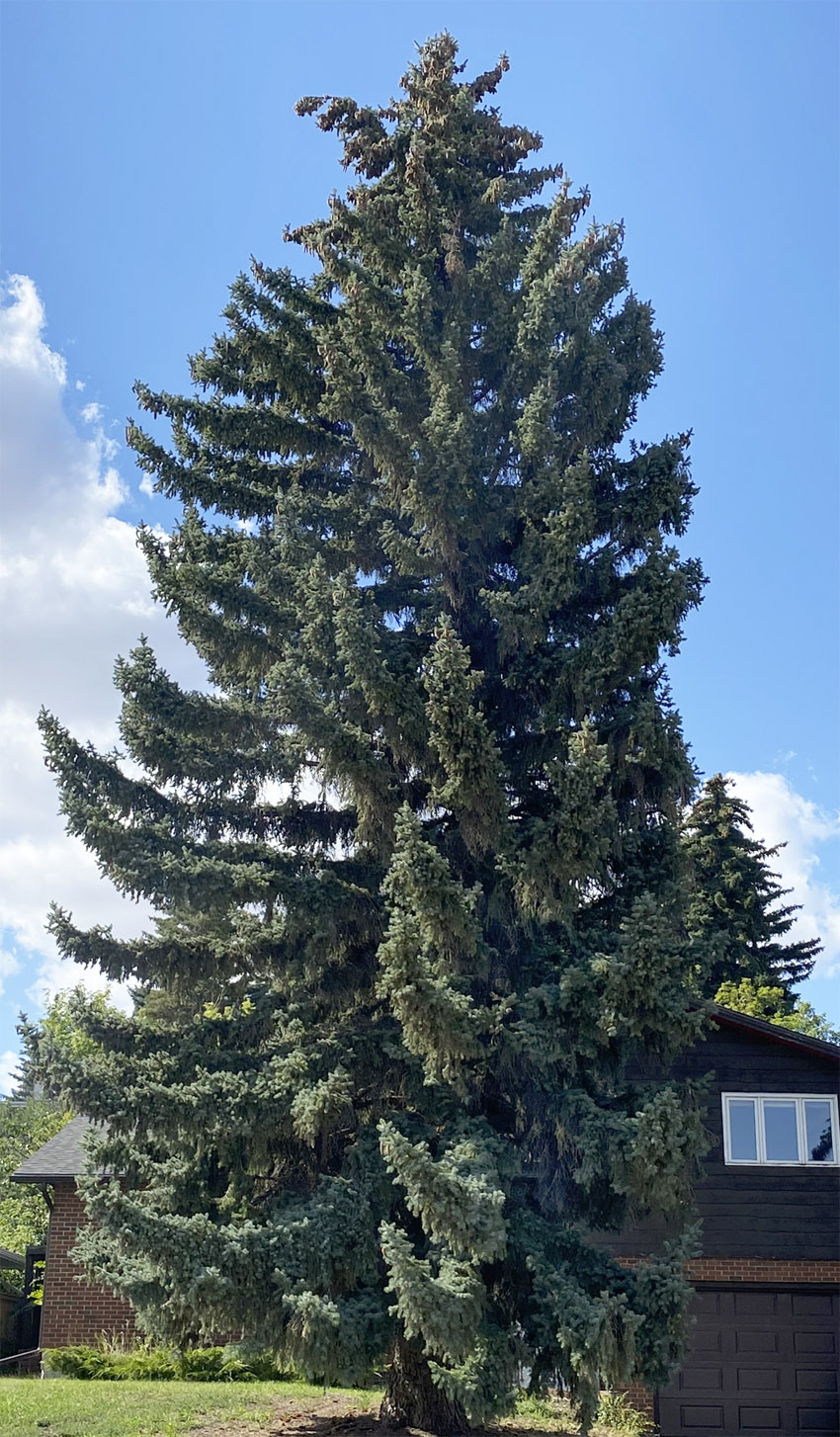 Colorado Blue Spruce