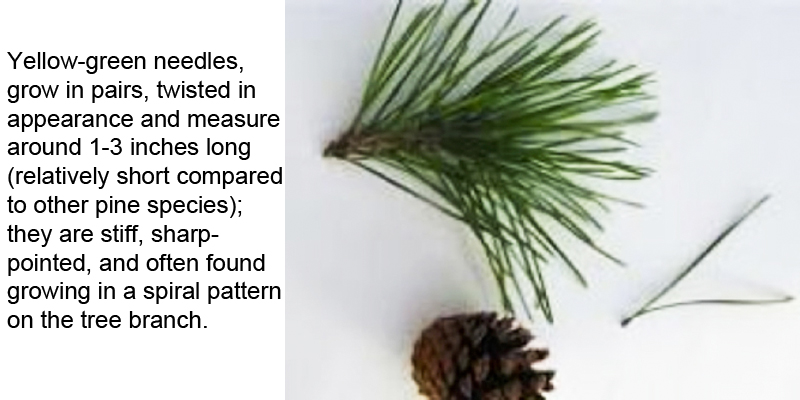 Lodgepole Pine needles
