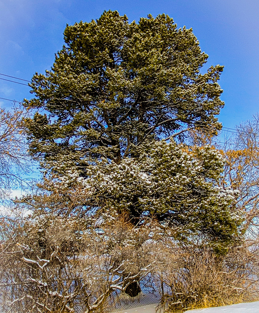 Lodgepole Pine