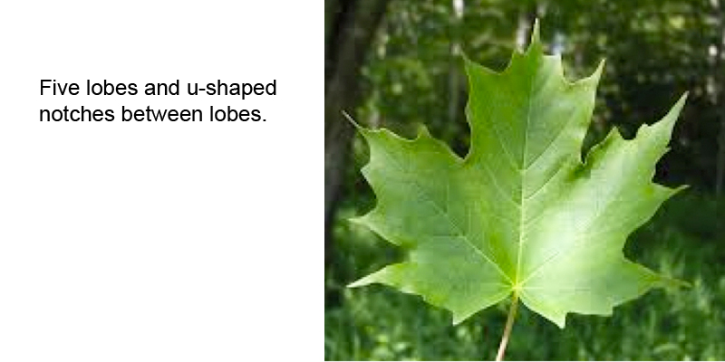 Sugar Maple leaf