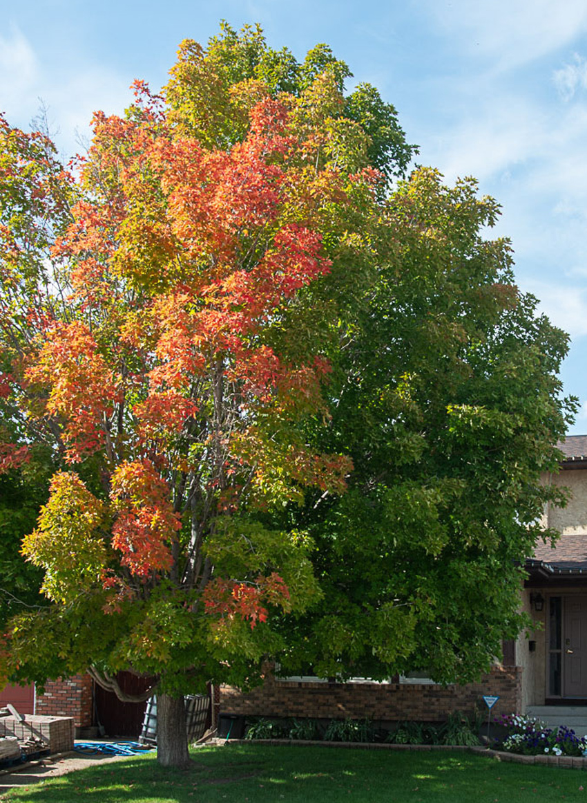 Sugar Maple
