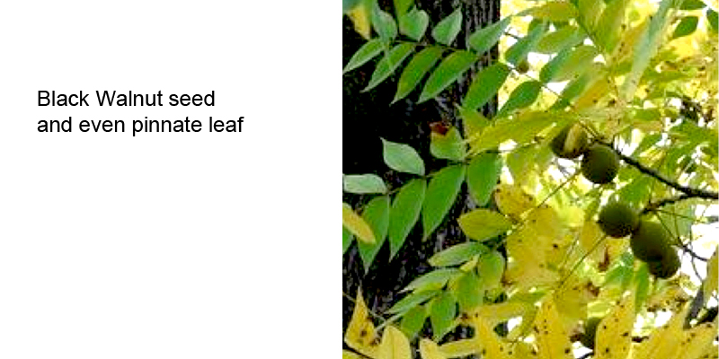 Black Walnut leaf and seed