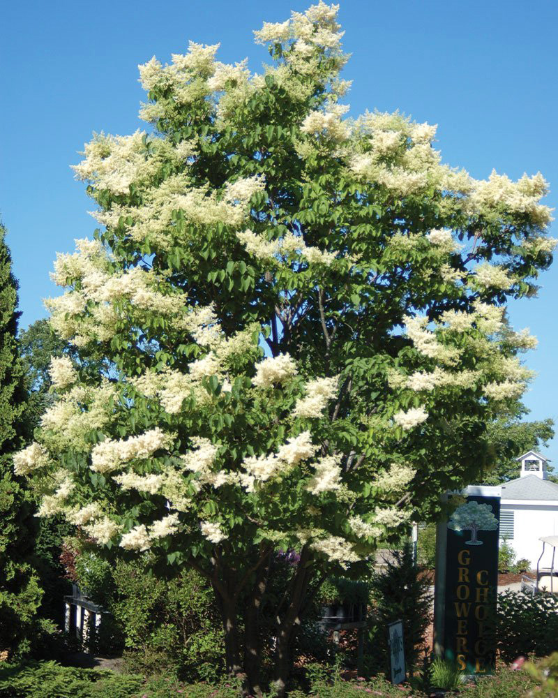 Japanese Lilac flowers