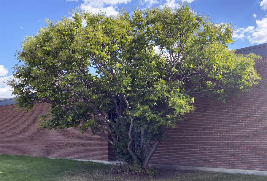 Japanese Lilac