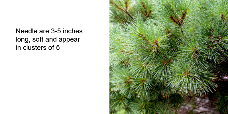 Eastern White Pine needles