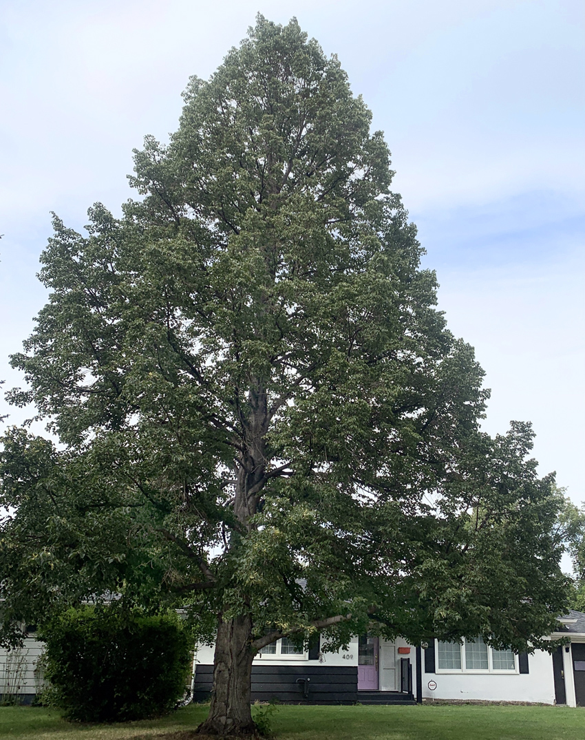 Eastern White Pine