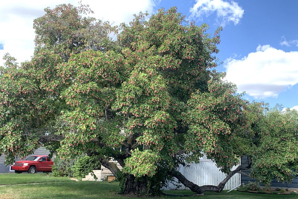 Amur Maple at 425 Maple St.