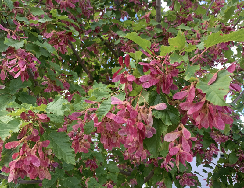 Amur Maple in flower