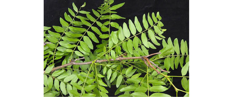 Honey Locust leaves