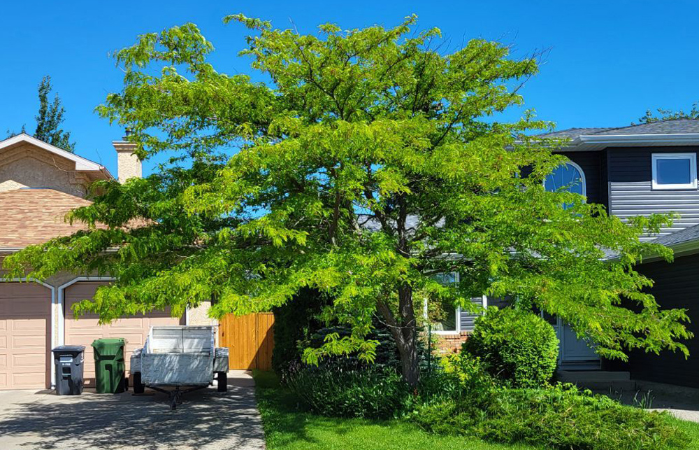 Honey Locust